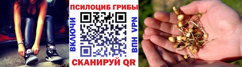 darknet Telegram  закладки  KRAKEN онион  Остров  Галлюциногенные грибы Psilocybine cubensis 